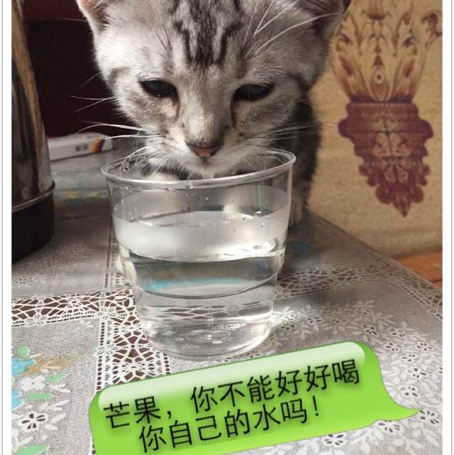 购买假的船舶所有权登记/证书